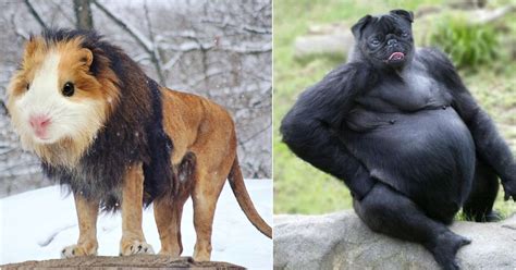 20 Hilarious Animal Hybrids Thatll Make You Look Twice