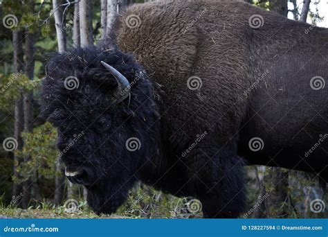 Big Huge Bison Buffalo Bull Standing Closeup Stock Photo Image Of