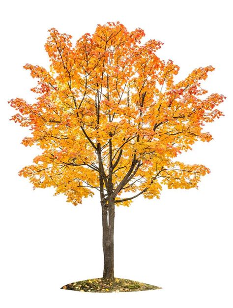 Green Maple Tree Isolated On White Background Stock Image Image Of