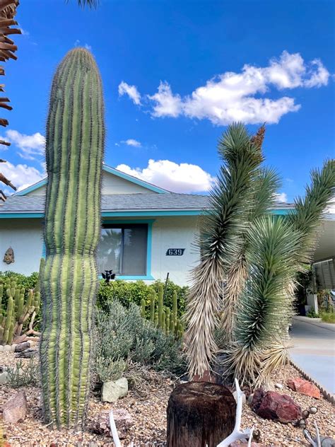 A Saguaro Cactus And A Joshua Tree Are Planted In The Front Garden Of A