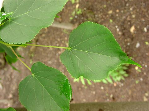 Tilia Cordata Little Leaf Basswood Small Leaved Linden Go Botany