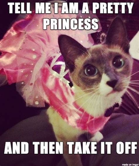 HER HIGHNESS She certainly has the attitude of a royal. | Halloween cat