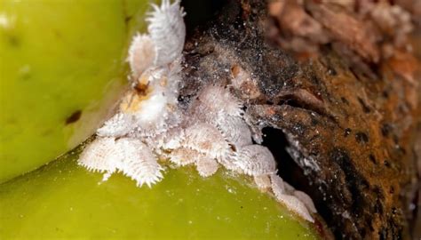 13 Bizarre Tiny White Bugs That Look Like Dust And Lint