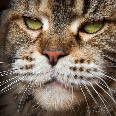 It is the most popular breed of cat in north america thus the reason that the cat has been they have a welcoming personality and can easily attract anyone by their looks and their actions. Pin on Maine Coon Cats