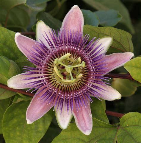 Passion Flower Info Packet | Herb News