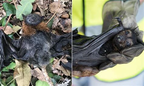Thousands Of Flying Foxes In Victoria Perish Due To Extreme Heat