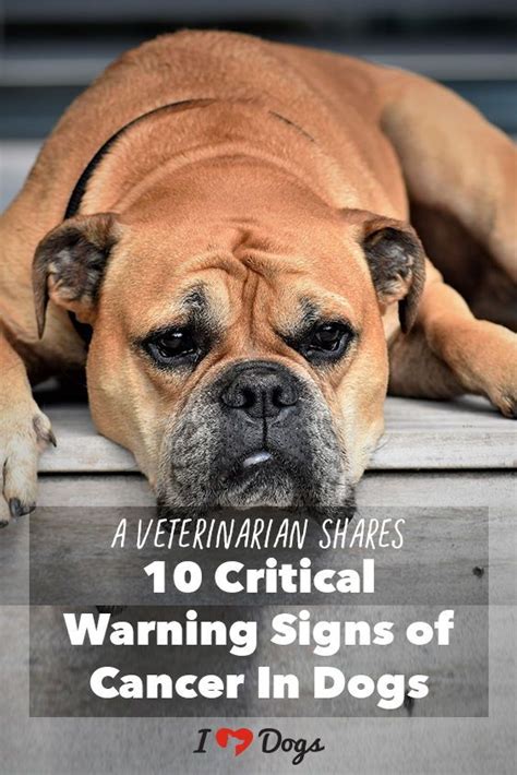 A Veterinarian Shares 10 Critical Warning Signs Of Cancer In Dogs