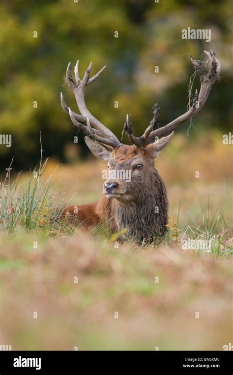 Red Deer Stag Portrait Stock Photo Alamy