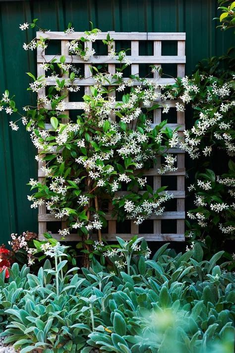 Garden Decoration With Jasmine The Most Popular Climbing Plant Diy