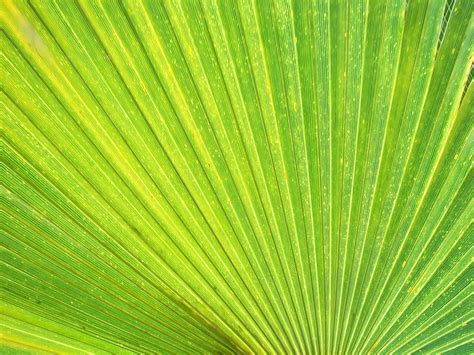 We did not find results for: Light Green Wallpapers - Wallpaper Cave