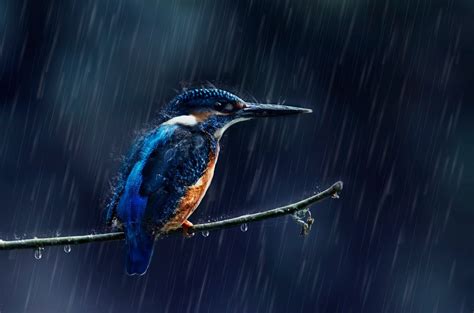 View Kingfisher Bird Images Hd Background Wallpaper Hd Collections