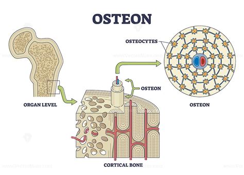 Osteon Or Haversian System With Compact Bone Structure Outline Diagram
