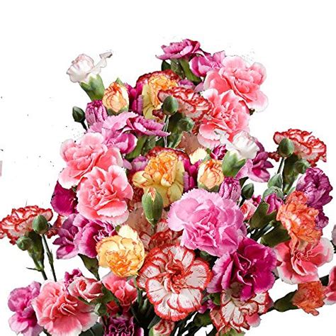 Globalrose 100 Stems Of Fresh Cut Assorted Colors Spray Carnations