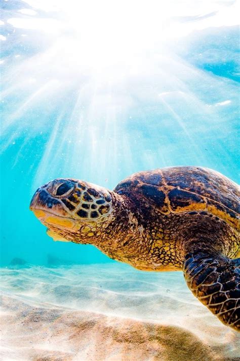 Complete Guide To Turtle Beach In Oahu Hawaii Video Hawaiian Sea