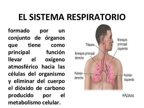 Que Es El Sistema Respiratorio Y Sus Funciones Chefli