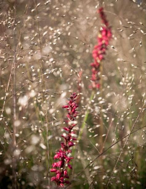 Check spelling or type a new query. Garden Design: Learning to Plant the Piet Oudolf Way ...