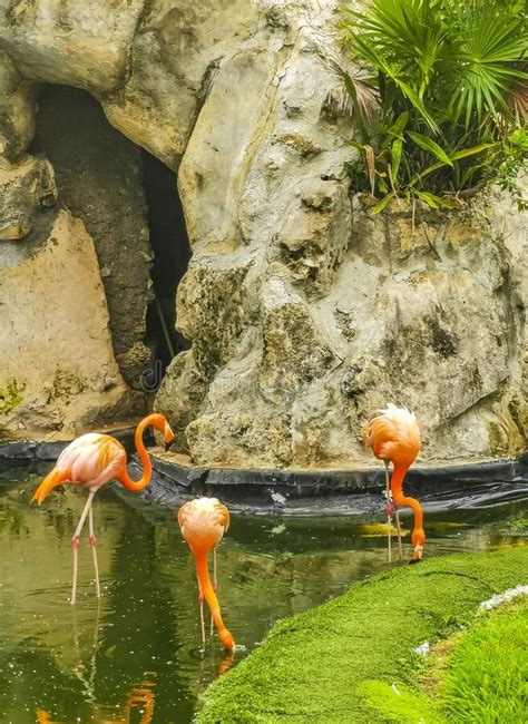 Pink Flamingos In Pond Lake In Luxury Resort In Mexico Stock Photo