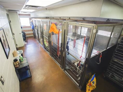 Noahs Animal House Opens Reno Pet Shelter For Domestic Abuse Victims