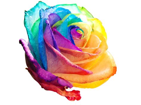 Rainbow Rose By Sherbetrainbow On Deviantart