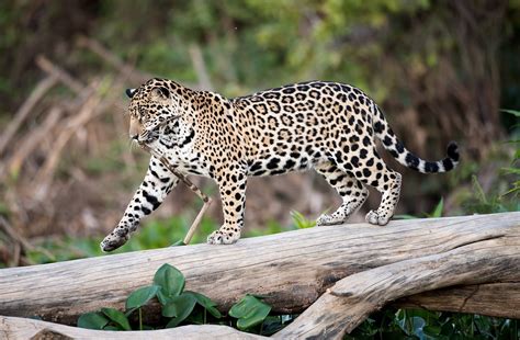 We did not find results for: Più selezionato Leopardo Ghepardo Giaguaro - Scarica ...