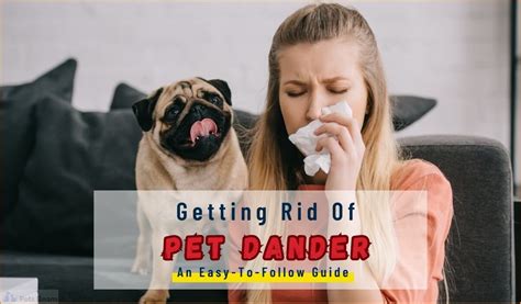 Getting Rid Of Pet Dander An Easy To Follow Guide