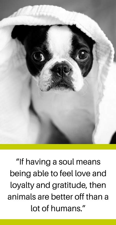 30 Quotes About Losing A Dog And Dealing With Grief Puppy Leaks