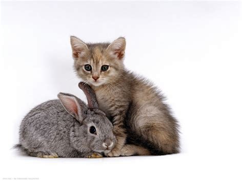 Our friend says a cat with a short tail will not prove the argument. silver tortoiseshell kitten with silver dwarf lop eared ...