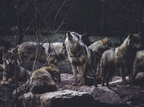 Wolves Among Us Field Ethos