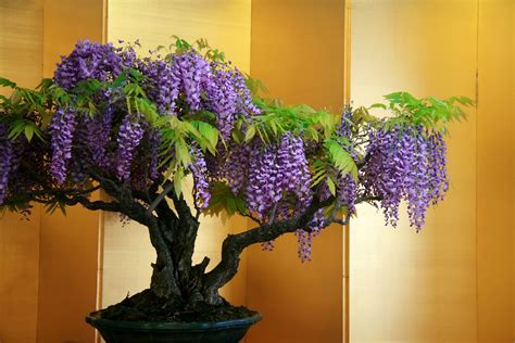 Shaped like stars, they adorn the small crown of the bonsai, while standing out because of their delicate and pure nature. wisteria bonsai - Google Търсене | Bonsai tree care ...