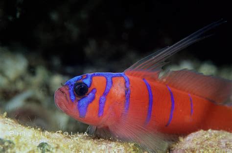 The Bluebanded Goby A Vibrant And Playful Fish