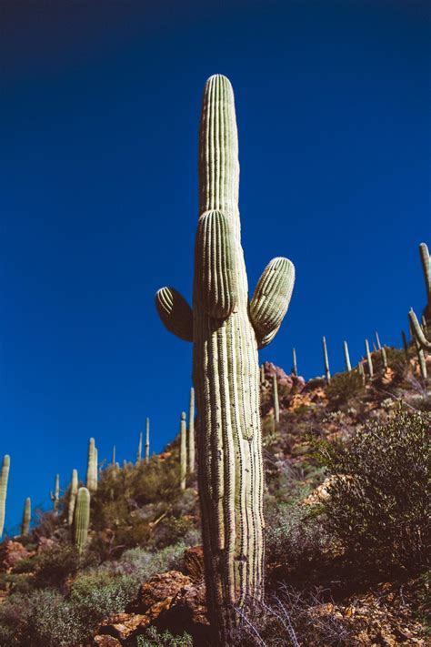 Snowbirding? Top 11 Things To Do In Green Valley, AZ (+ Surrounding Area)