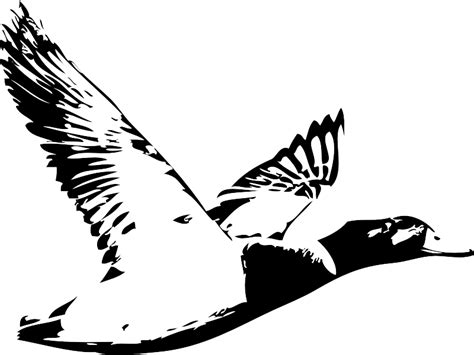 Duck Waterfowl hunting Logo Water bird - duck png download - 800*600 gambar png