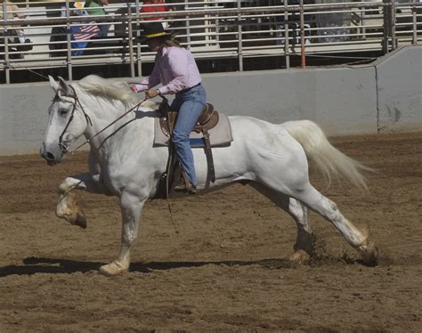 Percheron A French Draft Horse Breed Facts Colors And Uses