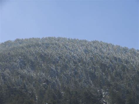 Arz Al Barouk Lebanon Cedars Snow Season Stock Photo Image Of Barouk