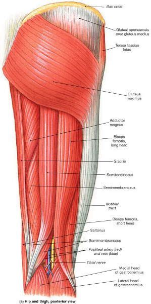 Sep 06, 2019 · the hamstring muscles (semimembranosis, semitendinosis and biceps femoris muscles) in the back of the thigh help to extend the hip (take the thigh backwards), but also bend the knee. Muscle Identification | Muscle anatomy, Human anatomy and ...