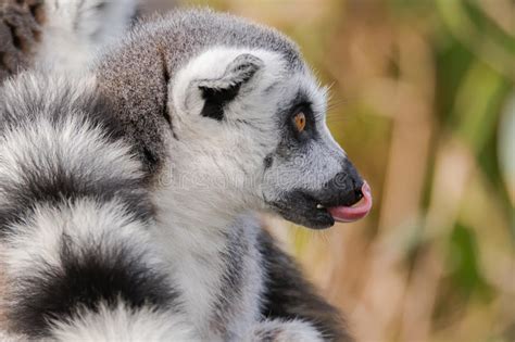Lemur Sticking His Tongue Out Comically Lit By A Diagonal Stock Photo