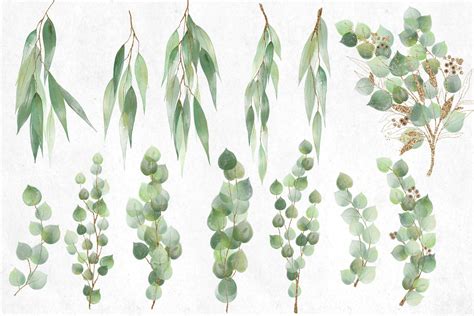 Video now available · integrated in adobe apps · curated by experts Watercolor and Gold Eucalyptus Clipart (577459 ...