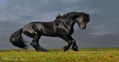 This Is A Friesian One Of The Most Badass Horses Ever Pics