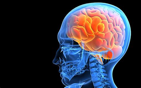 Alfa Img Showing Human Brain Inside Skull