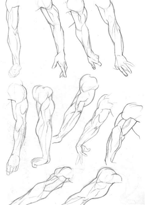 Drawing Art People Person Arms Hands Draw Hand Human Anatomy Muscles