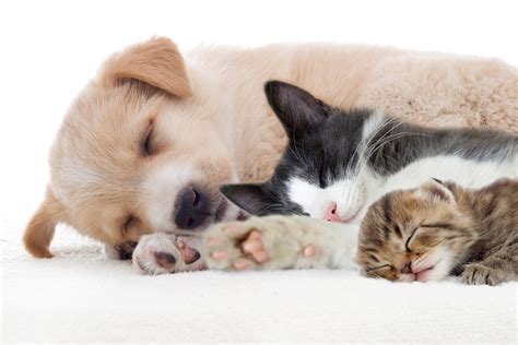 Cat And Dog Friendship Wallpapers High Quality Download Free