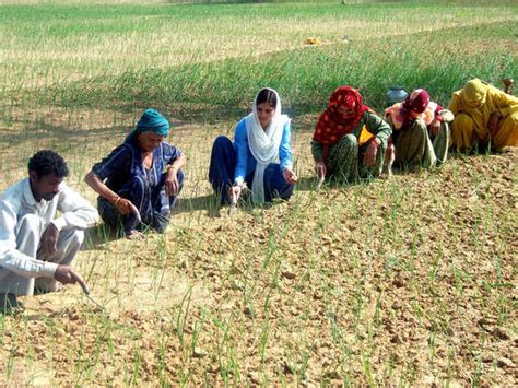 Two New High Yielding Crop Varieties Developed By Haryana Agricultural