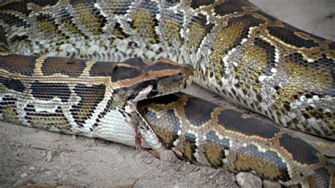 A Burmese Python Eating Another Burmese Python Rnatureismetal