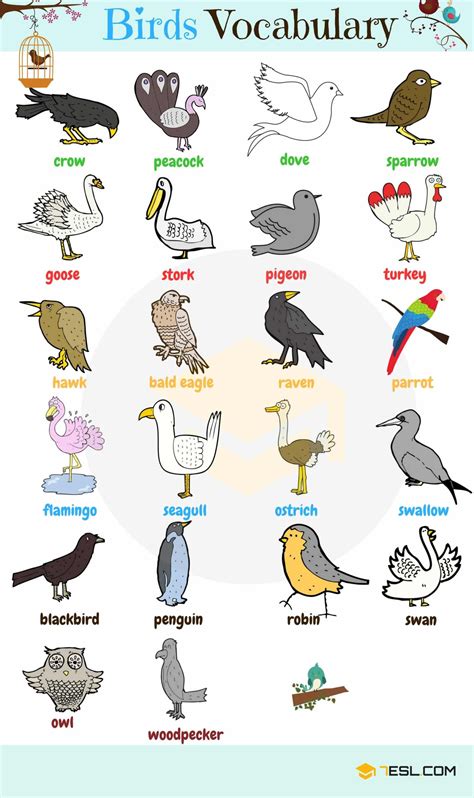 Bird Names Different Types Of Birds In English Eslbuzz Learning