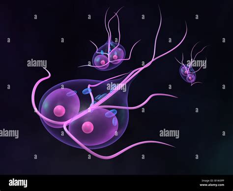 Giardia Parasite Stock Photo Alamy