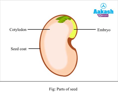 Seed Development Parts And Structure Of Dicot And Monocot Seed Aesl