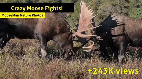 Crazy Moose Fights Some Of The Huge Alaska Bull Moose Fights Youtube
