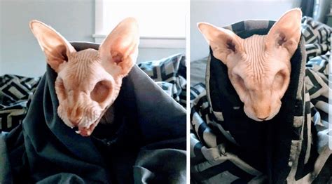 Cat With No Hair Hairless Cat With Both Eyes Removed