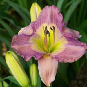 We did not find results for: Daylily (Hemerocallis 'Emperor Butterfly') in the ...