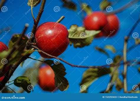 Apple Fruit Tree With Colorful Fresh Fruits Stock Image Image Of
